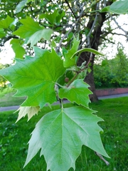 Platanus × hispanica