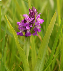 Dactylorhiza × aschersoniana