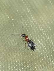 Anthelephila pedestris