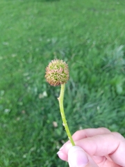Platanus × hispanica