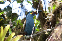 Andigena laminirostris