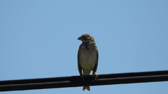Emberiza calandra