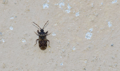 Taphropeltus nervosus