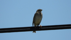Emberiza calandra