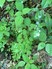 Thalictrum clavatum