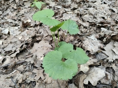 Ranunculus cassubicus