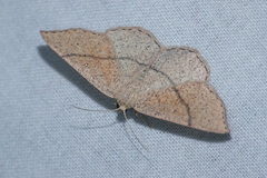 Cyclophora ruficiliaria