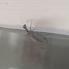 Phaeostigma