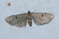 Eupithecia assimilata