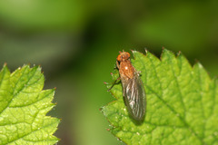 Psila