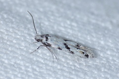 Stenolechiodes pseudogemmellus