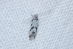 Stenolechiodes pseudogemmellus