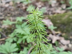 Equisetum pratense