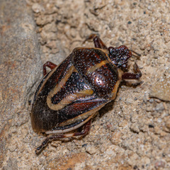 Perillus circumcinctus