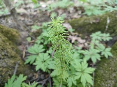 Equisetum pratense