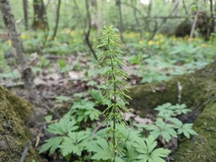 Equisetum pratense