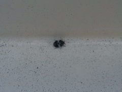 Anthrenus pimpinellae