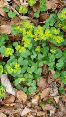 Chrysosplenium alternifolium