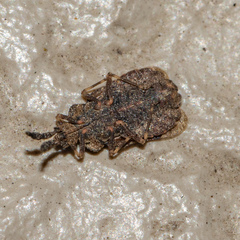 Aradus robustus
