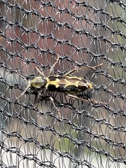 Neoclytus conjunctus