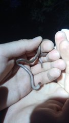 Xerotyphlops vermicularis