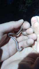 Xerotyphlops vermicularis