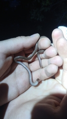 Xerotyphlops vermicularis