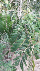 Senna siamea