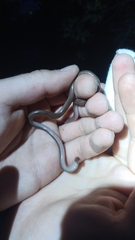 Xerotyphlops vermicularis