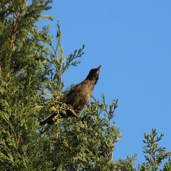 Turdus merula