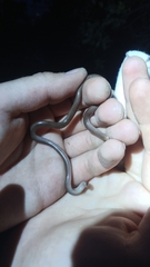 Xerotyphlops vermicularis