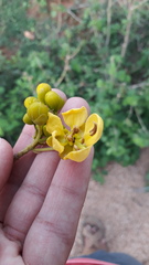 Senna siamea