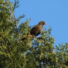 Turdus merula