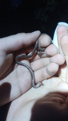 Xerotyphlops vermicularis