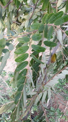 Senna siamea