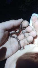 Xerotyphlops vermicularis