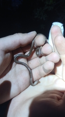 Xerotyphlops vermicularis
