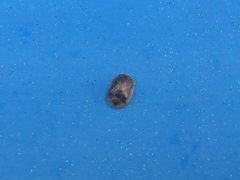 Hypocassida subferruginea