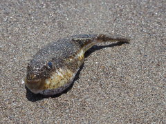 Torquigener flavimaculosus