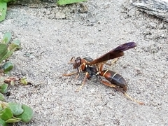 Polistes fuscatus