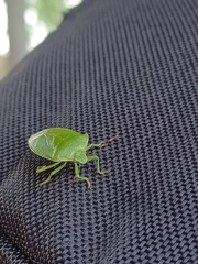 Chinavia hilaris