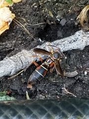Polistes fuscatus