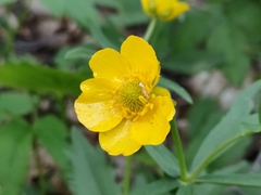 Ranunculus cassubicus