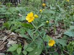 Ranunculus cassubicus