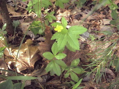 Potentilla canadensis