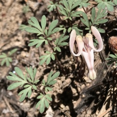 Dicentra uniflora