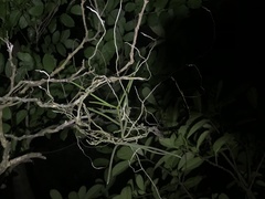Cleisostoma simondii