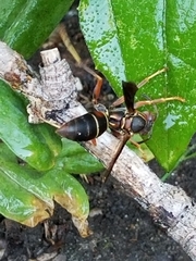 Polistes fuscatus