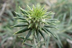 Ptilostemon chamaepeuce