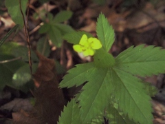 Potentilla canadensis